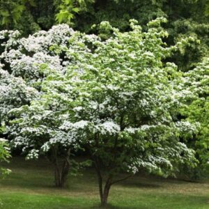 Alternative view of Kousa Flowering Dogwood Quart Pot - Hardy Ornamental Tree