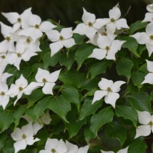 Kousa Flowering Dogwood Quart Pot - Hardy Ornamental Tree