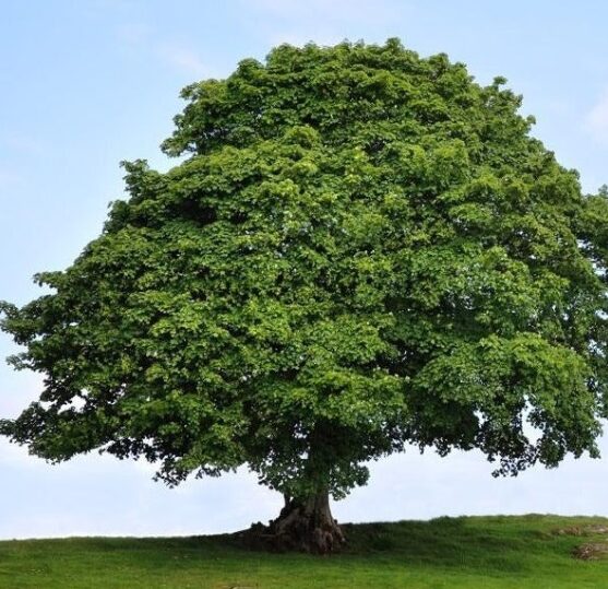 American Sycamore Tree Quart Pot - Fast-Growing Shade Tree - Image 2
