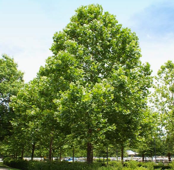 American Sycamore Tree Quart Pot - Fast-Growing Shade Tree - Image 3