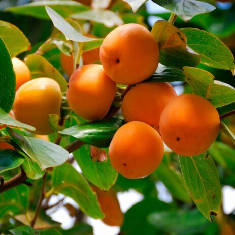 American Persimmon Tree – 4” Container – Cold Hardy Fruit Tree - Image 2