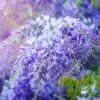 2 Blue Flowering Wisteria Bareroot Seedlings - 6-18” - Climbing Vine