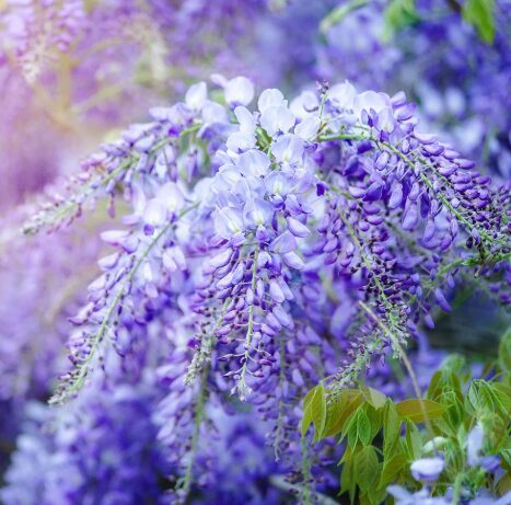 2 Blue Flowering Wisteria Bareroot Seedlings - 6-18” - Climbing Vine