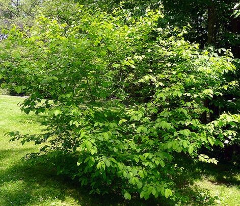 Spice Bush Quart Pot - Native Shrub for Pollinators and Landscaping - Image 3