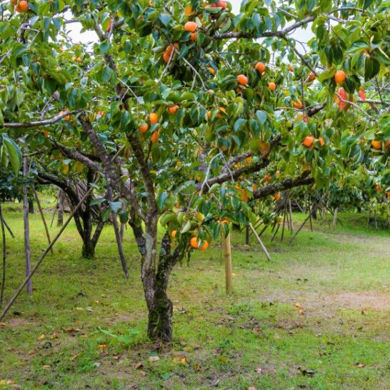 American Persimmon Tree – 4” Container – Cold Hardy Fruit Tree - Image 3
