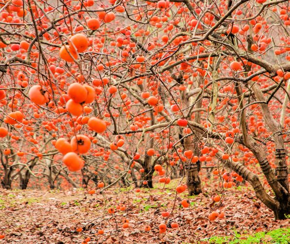 American Persimmon Tree – 4” Container – Cold Hardy Fruit Tree - Image 4