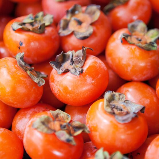 American Persimmon Tree – 4” Container – Cold Hardy Fruit Tree