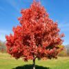 Brandywine Maple Tree - 2.5” Pot - Hardy & Stunning Fall Color