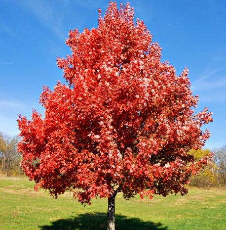 Brandywine Maple Tree - 2.5” Pot - Hardy & Stunning Fall Color