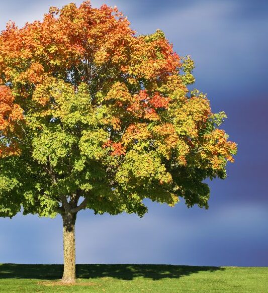 Brandywine Maple Tree - 2.5” Pot - Hardy & Stunning Fall Color - Image 4