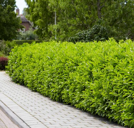 Skip Laurel Shrub - 2.5” Pot - Evergreen Hedge & Privacy Screen - Image 2