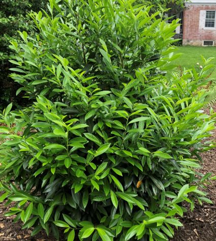 Skip Laurel Shrub - 2.5” Pot - Evergreen Hedge & Privacy Screen - Image 3