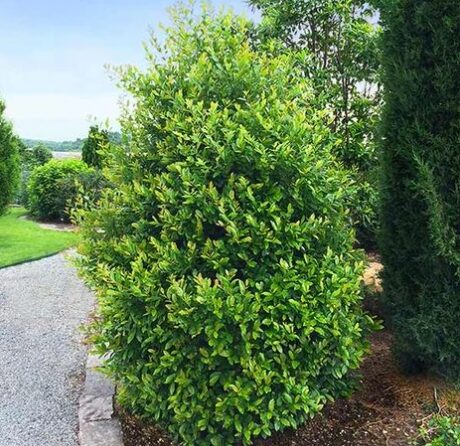 Skip Laurel Shrub - 2.5” Pot - Evergreen Hedge & Privacy Screen
