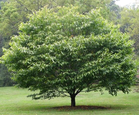 American Hornbeam Tree - Quart Pot - Ornamental Shade Tree - Image 2