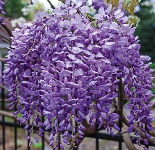 2 Blue Flowering Wisteria Bareroot Seedlings - 6-18” - Climbing Vine - Image 2