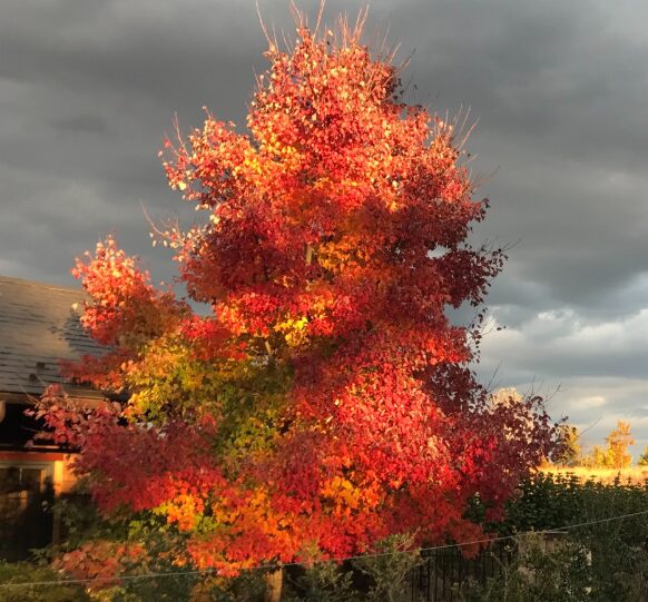 Native Red Maple Quart Pot - Fast-Growing Deciduous Tree - Image 3