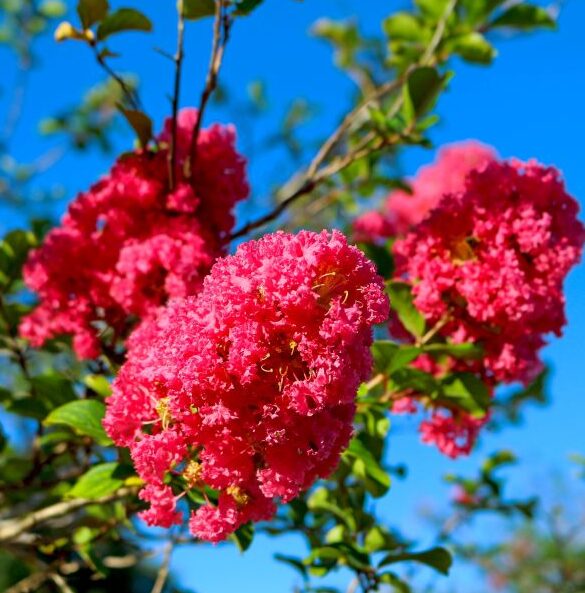 2 Pink Crape Myrtle Bare Root 1-2’ - Vibrant Flowering Tree - Image 3