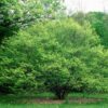 American Hornbeam Tree - Quart Pot - Ornamental Shade Tree