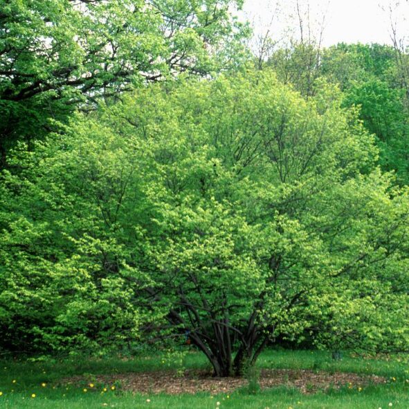 American Hornbeam Tree - Quart Pot - Ornamental Shade Tree