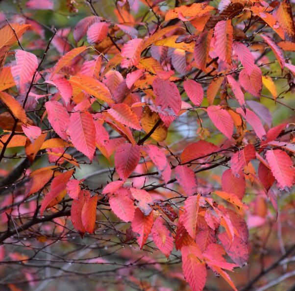 American Hornbeam Tree - Quart Pot - Ornamental Shade Tree - Image 4