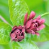 Carolina Allspice Sweetshrub Quart Pot - Fragrant Shrub
