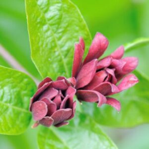 Carolina Allspice Sweetshrub Quart Pot - Fragrant Shrub