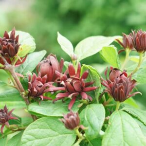 Alternative view of Carolina Allspice Sweetshrub Quart Pot - Fragrant Shrub