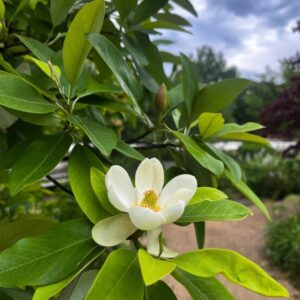 Sweetbay Magnolia Tree - Quart Pot - Fragrant & Hardy