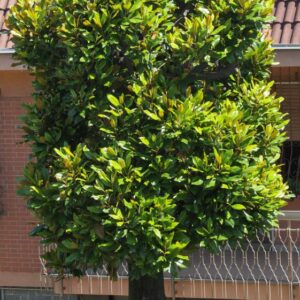 Alternative view of Sweetbay Magnolia Tree - Quart Pot - Fragrant & Hardy