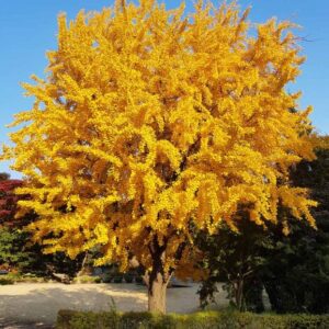 Ginkgo Biloba Tree - Quart Pot - Hardy & Long-Lived Ornamental