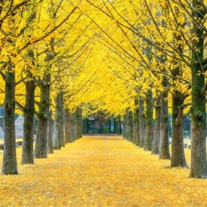 Alternative view of Ginkgo Biloba Tree - Quart Pot - Hardy & Long-Lived Ornamental