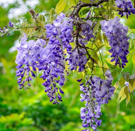 2 Blue Flowering Wisteria Bareroot Seedlings - 6-18” - Climbing Vine - Image 4