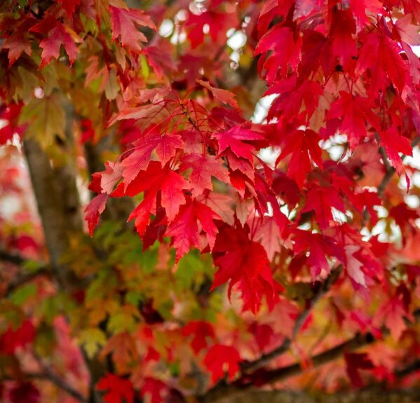 Native Red Maple Quart Pot - Fast-Growing Deciduous Tree