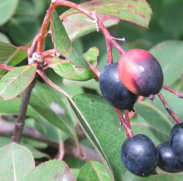 Southern Black Haw Viburnum - Quart Pot - Hardy Ornamental Shrub - Image 3