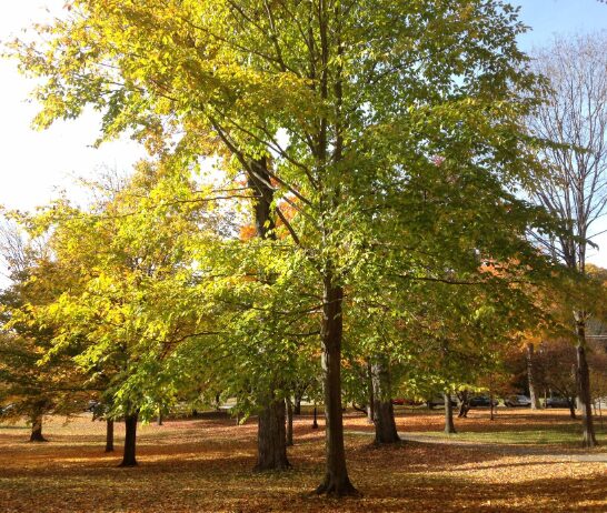 5 American Beech Bare Root Seedlings 1-2' - Hardy Deciduous Shade Tree - Image 2