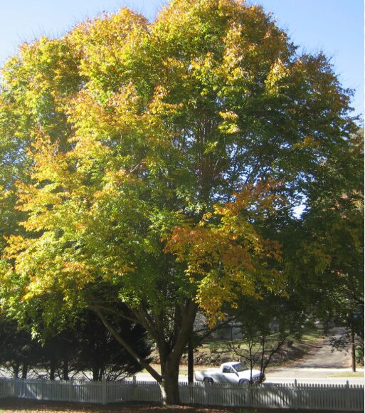 5 American Beech Bare Root Seedlings 1-2' - Hardy Deciduous Shade Tree