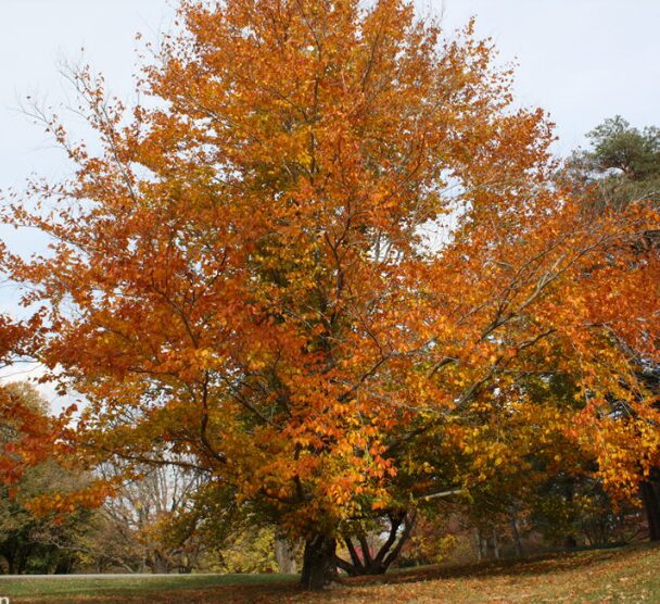5 American Beech Bare Root Seedlings 1-2' - Hardy Deciduous Shade Tree - Image 4