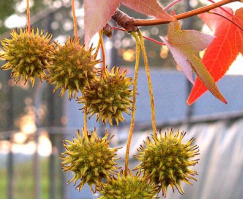 5 Sweet Gum Bareroot Seedlings 6-18” - Fast-Growing Ornamental Tree