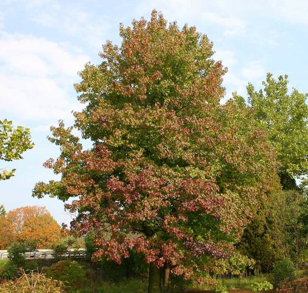 5 Sweet Gum Bareroot Seedlings 6-18” - Fast-Growing Ornamental Tree - Image 5