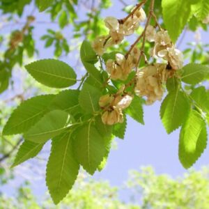 5 Siberian Elm Bareroot Seedlings - 12-18” Hardy Fast-Growing Trees