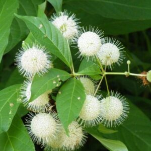 Button Bush Gallon Pot - Cephalanthus Occidentalis - Pollinator Shrub