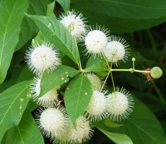 Button Bush Gallon Pot - Cephalanthus Occidentalis - Pollinator Shrub