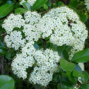 Southern Black Haw Viburnum - Quart Pot - Hardy Ornamental Shrub