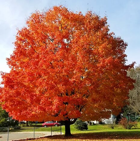 October Glory Maple - 2.5" Pot - Fast-Growing Red Maple Tree - Image 2
