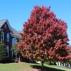 October Glory Maple - 2.5" Pot - Fast-Growing Red Maple Tree