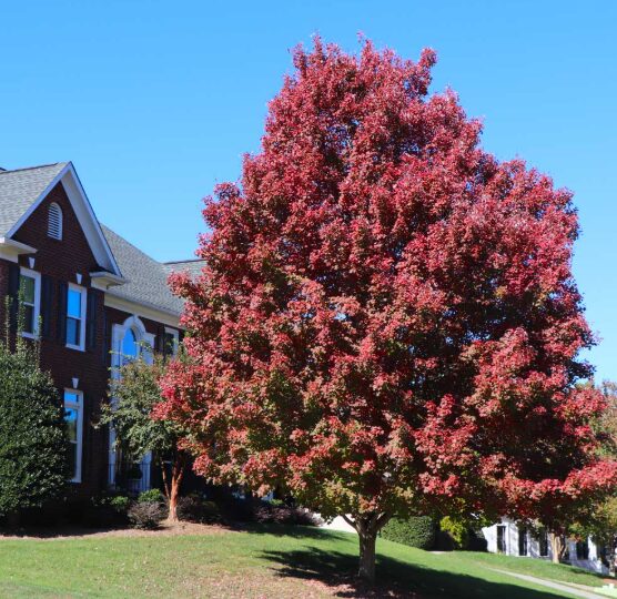 October Glory Maple - 2.5" Pot - Fast-Growing Red Maple Tree