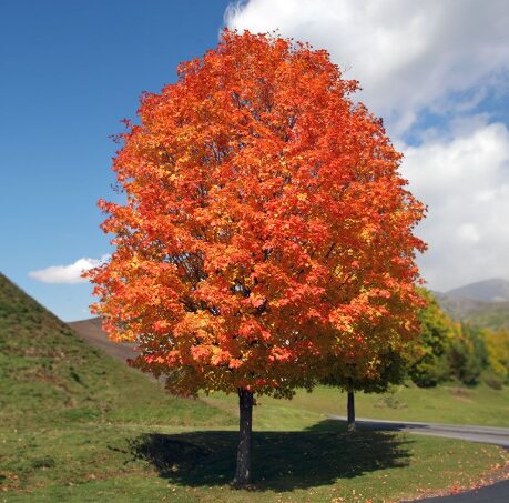 October Glory Maple - 2.5" Pot - Fast-Growing Red Maple Tree - Image 4