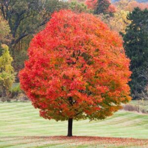 Sugar Maple Tree Quart Pot - Hardy & Vibrant Fall Foliage