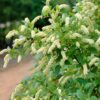 Henry’s Garnet Itea Virginia Sweetspire 4” Pot - Hardy & Fragrant Shrub