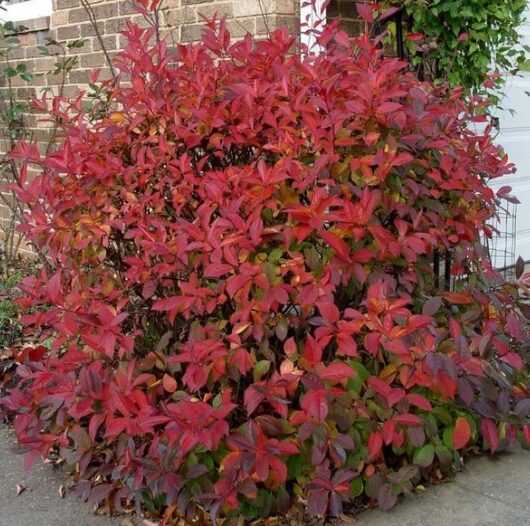 Henry’s Garnet Itea Virginia Sweetspire 4” Pot - Hardy & Fragrant Shrub - Image 5